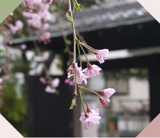 さくら茶寮 桜の花
